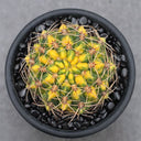 Variegated Gymnocalycium baldianum Live Cactus