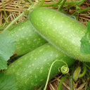 Baoxing F1 Hybrid Hairy Gourd, 50 Seeds