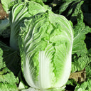 Improved Qingza No.3 Chinese Cabbage Seeds, 5 × 4g Bags