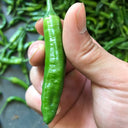 Korean Green Chili Pepper, 20 Seeds