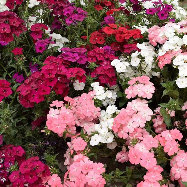 Phlox (Mixed Colors), 200 Seeds