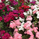 Phlox (Mixed Colors), 200 Seeds