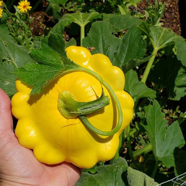 Yellow Patty Pan Squash, 50 Seeds