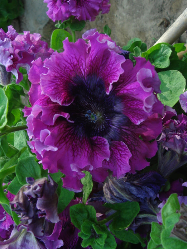 Petunia Seeds, 'Superbissima Nana Wine Red'