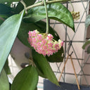 Hoya icensis, 3 Cuttings