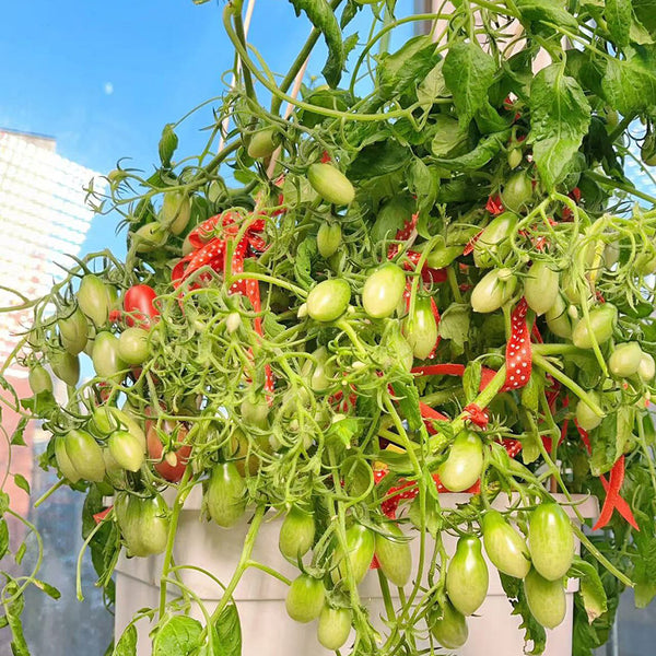 606 Eden No. 3 Dwarf Cherry Tomato, 3 Seeds