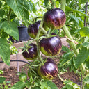 498 Dark Tiger Tomato, 5 Seeds