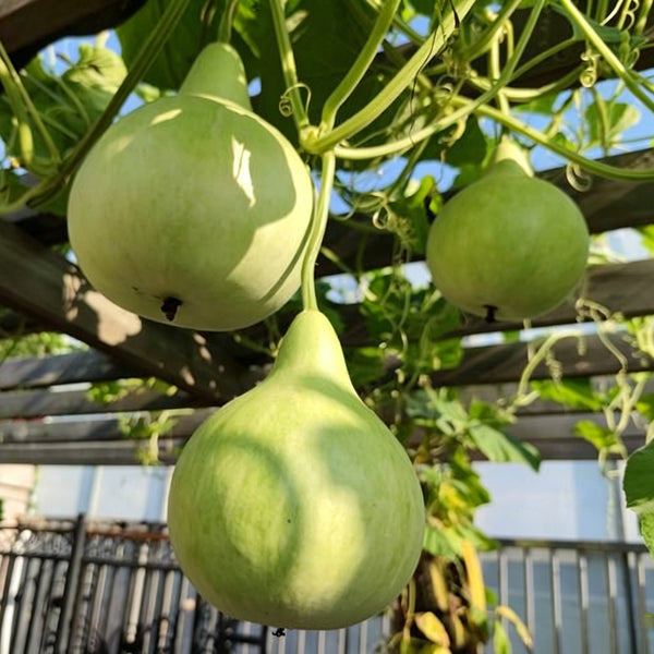 Dipper Gourd, 15 Seeds