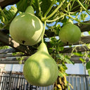 Dipper Gourd, 15 Seeds