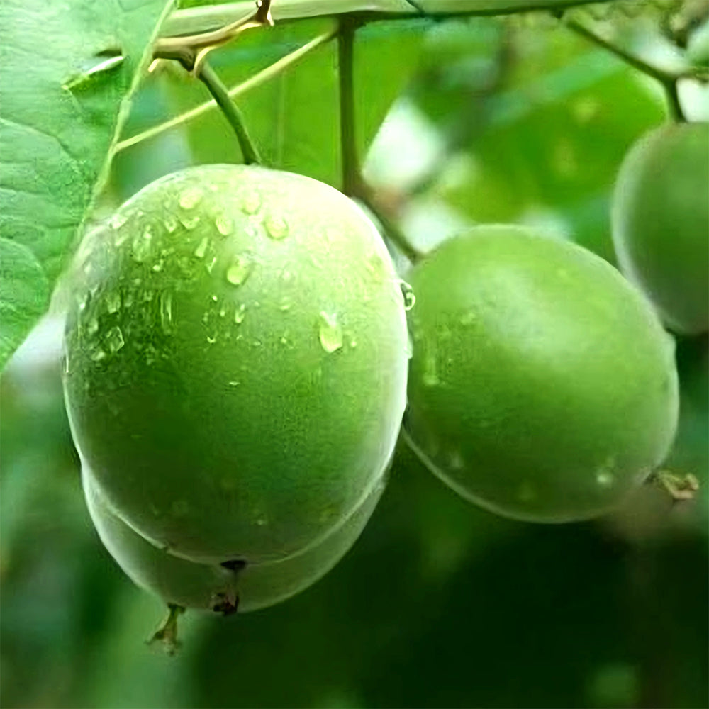 Monk Fruit Seeds