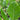 Jiemei Taoshan Chinese Broccoli Seeds, 10g
