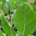 Jiemei Taoshan Chinese Broccoli Seeds, 10g