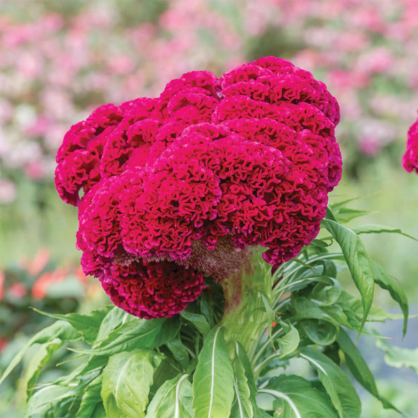 Hezhichun Red Cockscomb Seeds, 1g