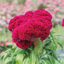 Hezhichun Red Cockscomb Seeds, 1g