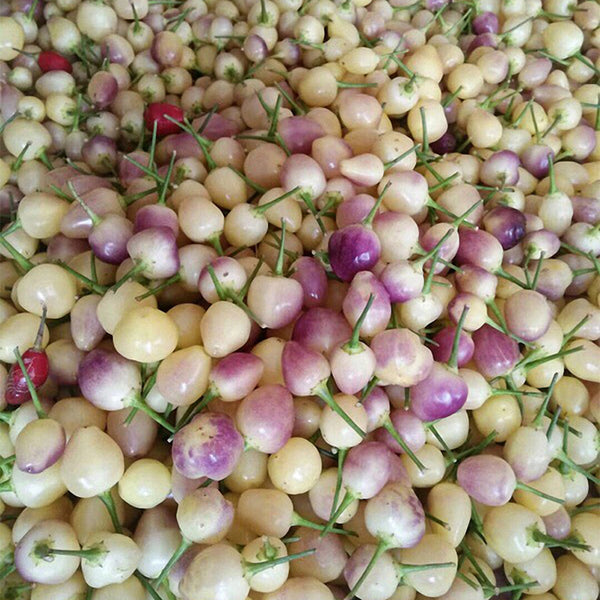 Pearl Ornamental Pepper Seeds, 200 Seeds