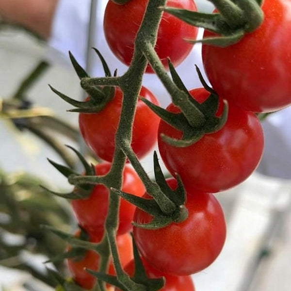 'Zhongying 2478' Cherry Tomato, 100 Seeds