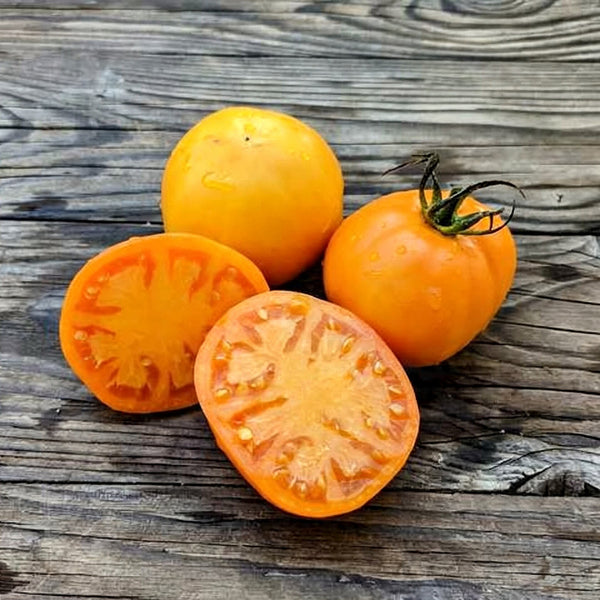 Amish Gold Tomato, 15 Seeds