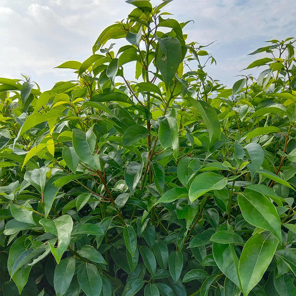 Small Leaf Camphor Tree, 100 Seeds