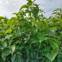 Small Leaf Camphor Tree, 100 Seeds