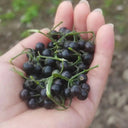 "Jinlong" Black Nightshade, 100 Seeds
