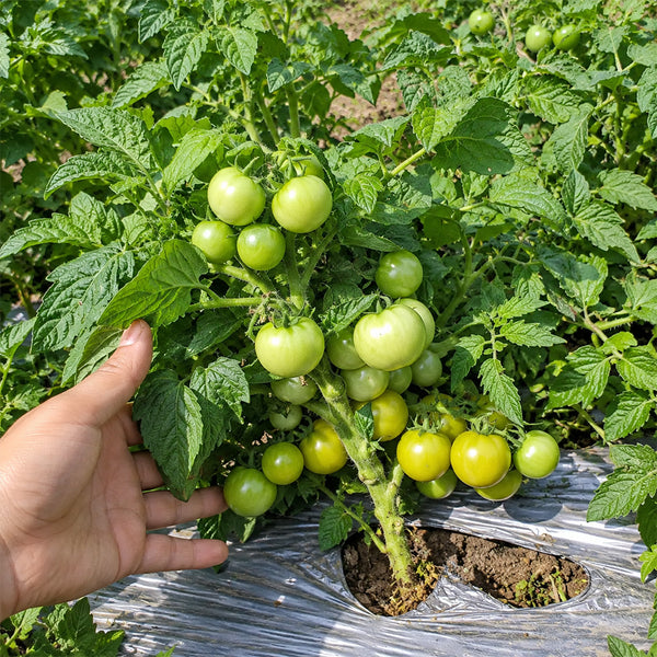 20 Fat Frog Micro Dwarf Tomato, 5 Seeds