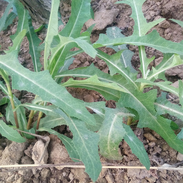 Jiliqingfeng Wild Qumai Chicory Seeds, 2g