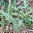 Jiliqingfeng Wild Qumai Chicory Seeds, 2g