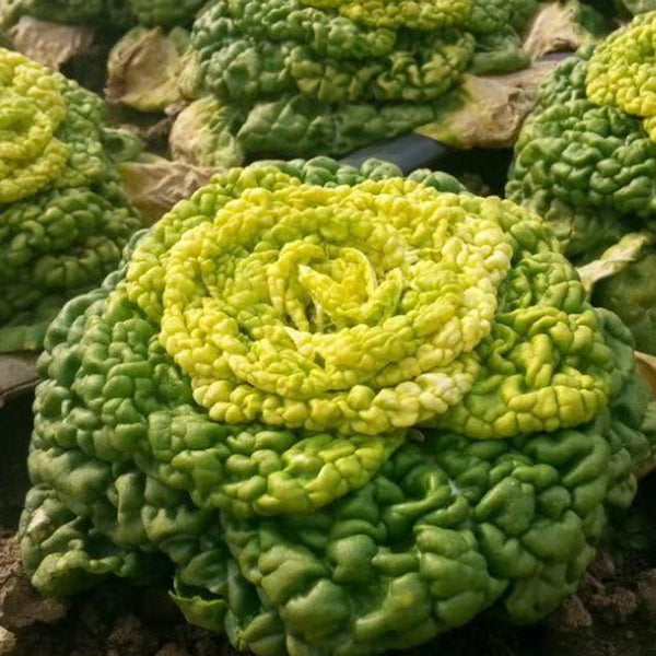 Yellow-Heart Flat Cabbage Seeds, 10g