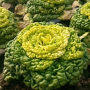 Yellow-Heart Flat Cabbage Seeds, 10g