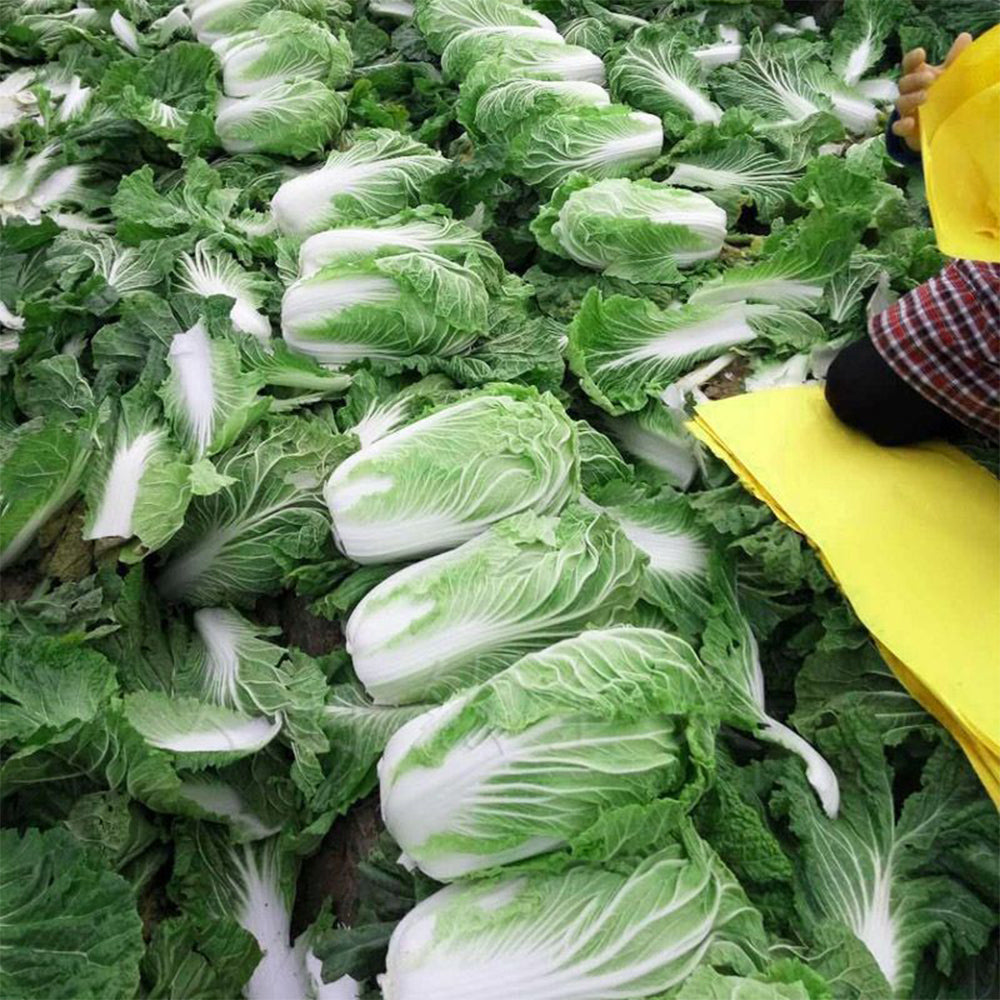 Fengkang 70 Chinese Cabbage Seeds, 5 × 3g Bags