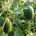 'Crimson Jewel' Red Flesh Watermelon Seeds, 200 Seeds