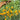 714 Orange Centiflor Tomato, 5 Seeds