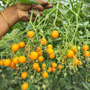 714 Orange Centiflor Tomato, 5 Seeds
