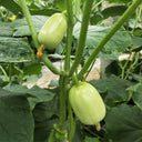 Yunü Mini Fruit Cucumber Seeds, 10 Seeds