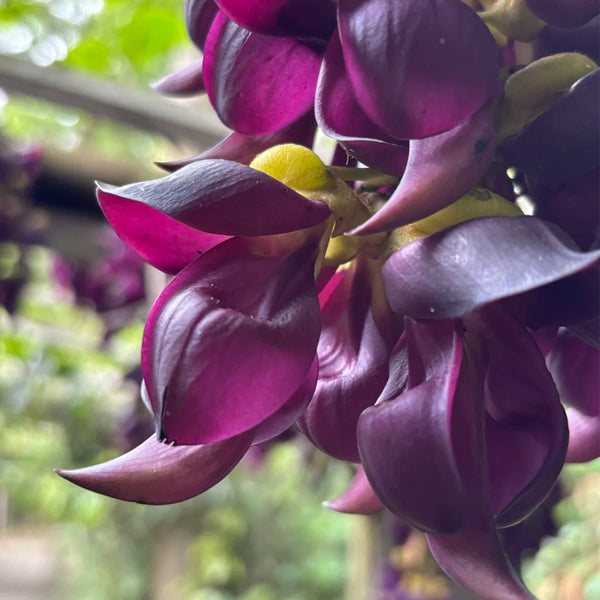 Evergreen Mucuna, 10 Seeds
