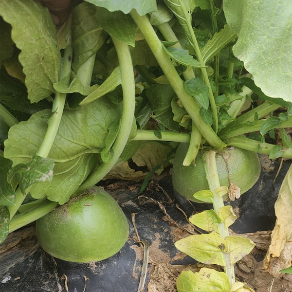 'Liangguan' Apple-shape Green Radish Seeds, 10g