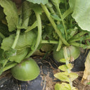 'Liangguan' Apple-shape Green Radish Seeds, 10g