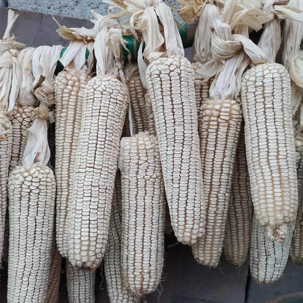 'White Horse Tooth' Corn, 50 Seeds
