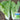'Jinmei 516' Fast-growing Bok Choy Seeds, 10g