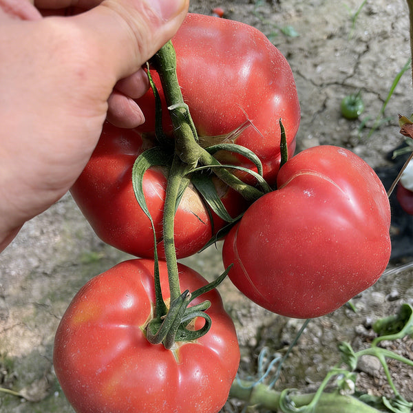 Giant Steak Tomato, 10 Seeds