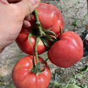 Giant Steak Tomato, 10 Seeds