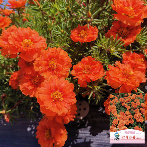 Hezhichun Coral Red Moss-Rose Purslane Seeds, 1g