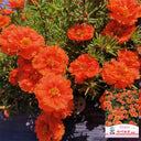 Hezhichun Coral Red Moss-Rose Purslane Seeds, 1g