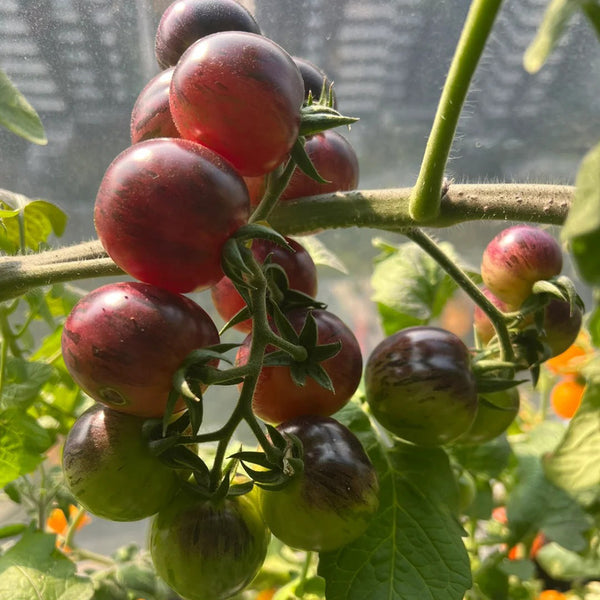 'Fairy Tale Sparkle' Tomato Seeds, 5 Seeds