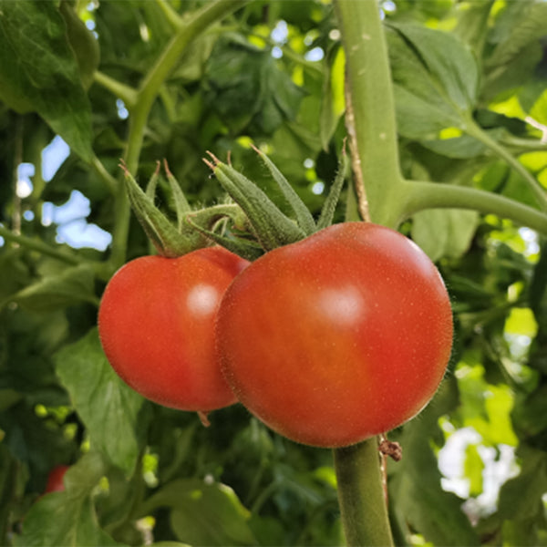 Hokkaido Fruit Tomato, 10 Seeds