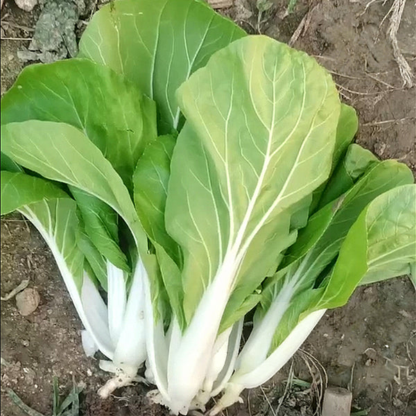 'Chiye No.6' Pak Choi Seeds, 25g