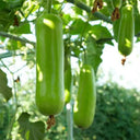 'Zhepu No.9' Bottle Gourd Seeds, 10g