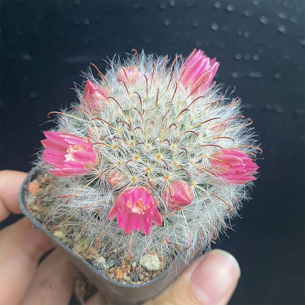 Mammillaria bocasana, 3-4cm