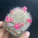 Mammillaria bocasana, 3-4cm
