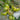 Seaside Green Tomato, 5 Seeds